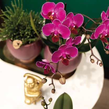 2er Set Phalaenopsis Morelia Lila Ø9cm – Pflanzfix24.de - Pflanzfix24.de