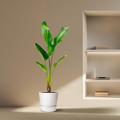 Strelitzia Augusta 210 cm Ø30 – Weiße Paradiesvogel Pflanze | Pflanzfix24.de - Pflanzfix24.de