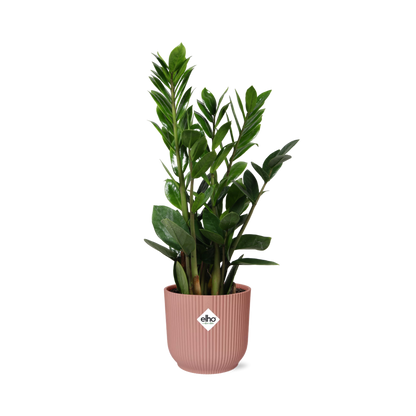 Zamioculcas ZZ-Pflanze 45–50 cm im rosa Elho-Topf – pflanzfix24