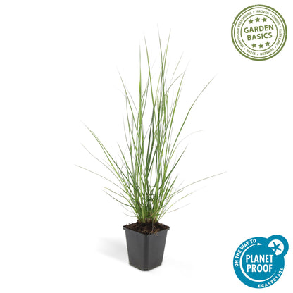 12x Pennisetum alopecuroides 'Hameln' – Ziergras | Pflanzfix24.de - Pflanzfix24.de