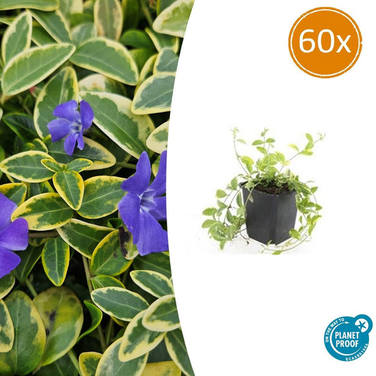 60x Vinca minor 'Aureovariegata' - ↕10-25cm - Ø9cm bei Pflanzfix24.de - Pflanzfix24.de