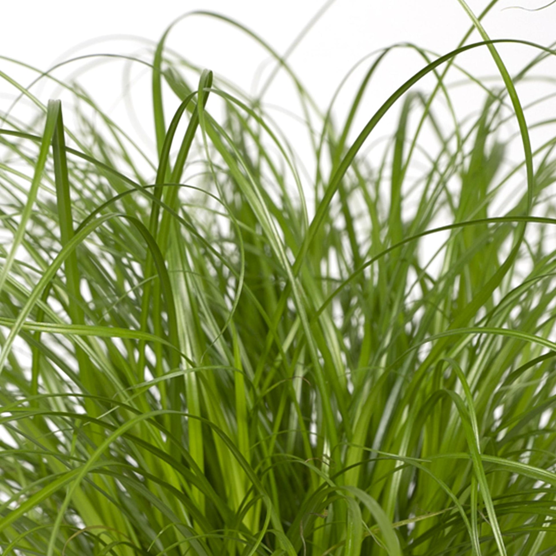 Cyperus Alternifolius - Katzengras - Ø12cm - ↕20cm - Pflanzfix24.de - Pflanzfix24.de