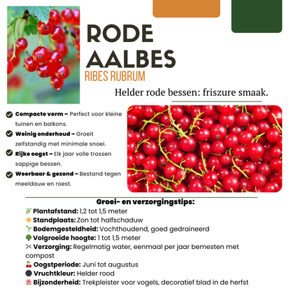 Früchteparadies BIO Obstpflanzen-Set – 4 Sorten | Pflanzfix24.de - Pflanzfix24.de