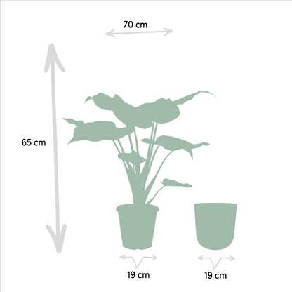Alocasia Cucullata - Ø19cm - ↕65cm + Topf Mayk Lead - Pflanzfix24