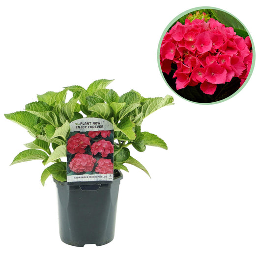 pflanzfix24 - Hortensie Hydrangea macrophylla Rot - 1 Pflanze - Topf 17cm