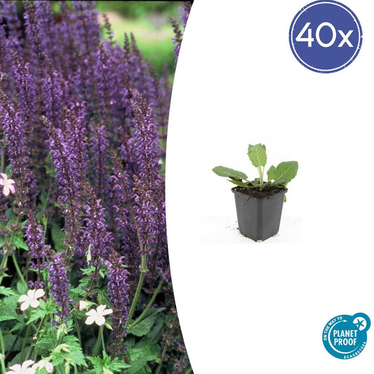 40x Salvia nem. 'Mainacht' - ↕10-25cm - Ø9cm - Pflanzfix24.de - Pflanzfix24.de