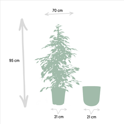 Ficus benjamina Goldenking - Ø21cm - ↕95cm + Topf Mayk Gold - Pflanzfix24