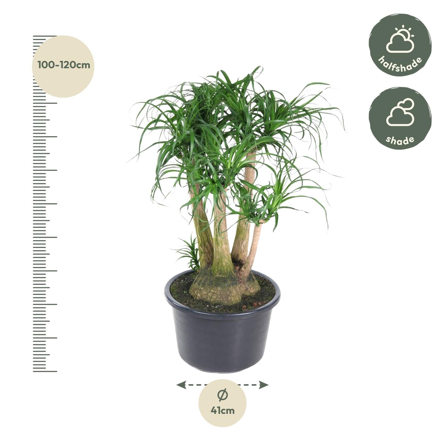 Beaucarnea vertakt - 110 cm - ø41 bei Pflanzfix24.de - Pflanzfix24.de