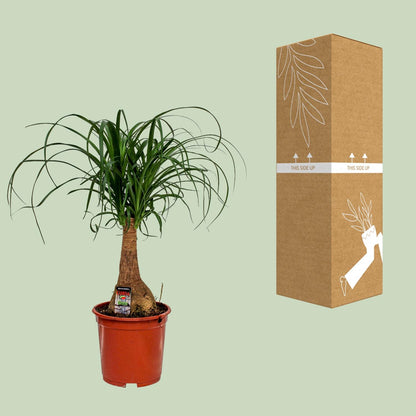 Beaucarnea Nolina - Ø19cm - pflanzfix24