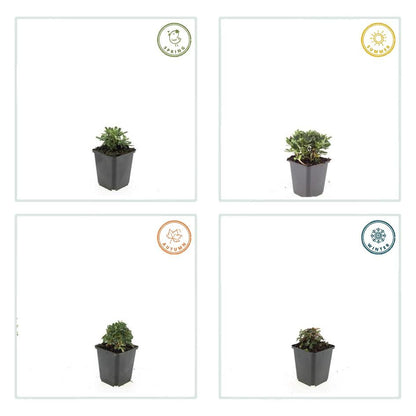 40x Potentilla tridentata 'Nuuk' - Pflanzfix24.de - Pflanzfix24.de