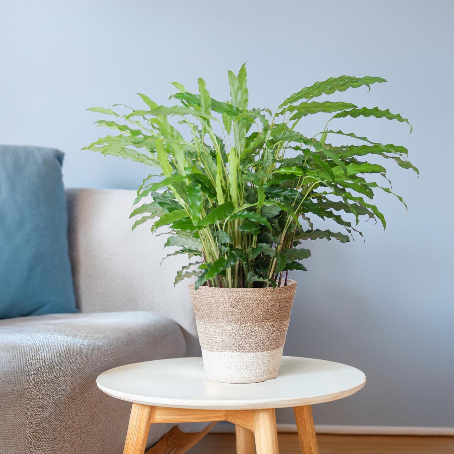 Calathea Rufibarba mit Korb Lissabon weiß - 55cm - Ø17 - pflanzfix24