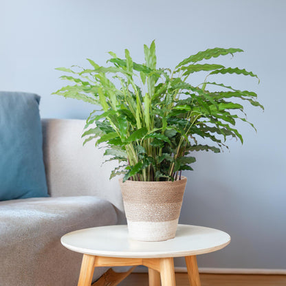 Calathea Rufibarba mit Korb Lissabon weiß - 55cm - Ø17 - pflanzfix24