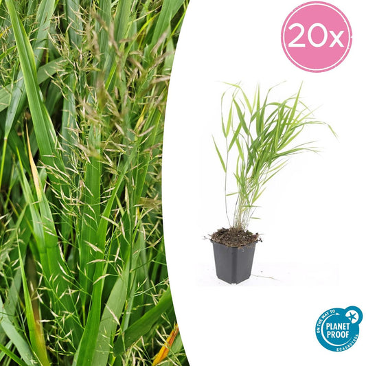 20x Hakonechloa macra - Japanisches Waldgras - 10-25cm - Pflanzfix24