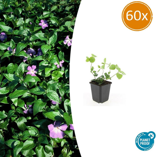 60x Vinca major - ↕10-25cm - Ø9cm bei Pflanzfix24.de - Pflanzfix24.de