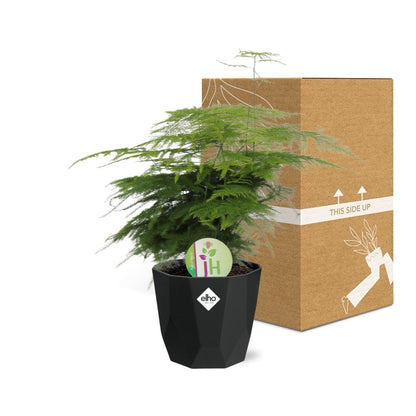 Asparagus Fern 'Plumosus' - 14cm Pot - Pflanzfix24