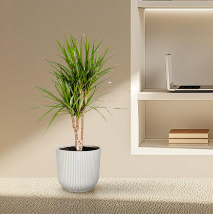 Dracaena Marginata - Ø17cm - ↕90cm bei Pflanzfix24.de - Pflanzfix24.de
