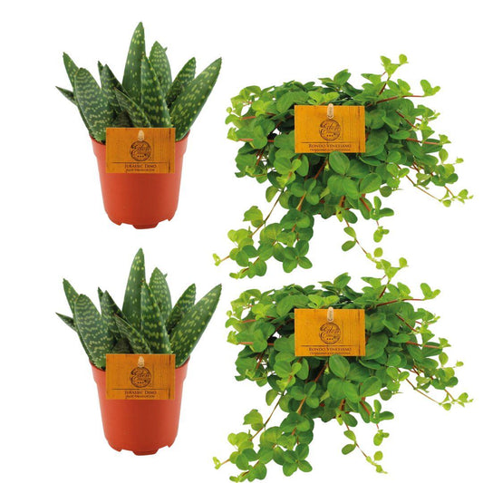 2x Aloe Paradisicum + 2x Peperomia Rotundifolia Set - Pflanzfix24