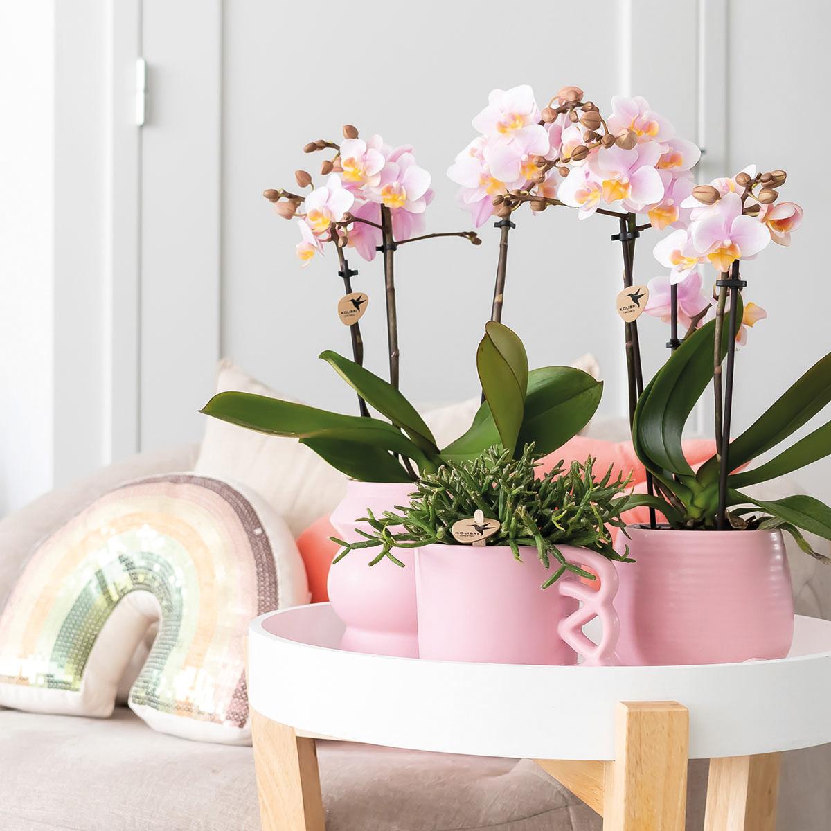 2er Set Phalaenopsis Andorra Rosa Ø9cm – Combi Deal | Pflanzfix24.de - Pflanzfix24.de