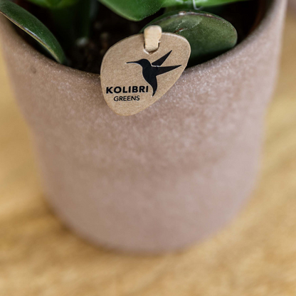 Kolibri Orchids Set Bolzano-Orchidee & Sukkulenten Keramiktöpfe Ø9cm & Ø6cm - Pflanzfix24