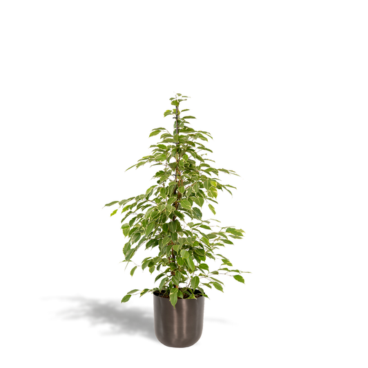 Ficus Benjamina Goldenking - Ø21cm + Topf Mayk Lead - pflanzfix24