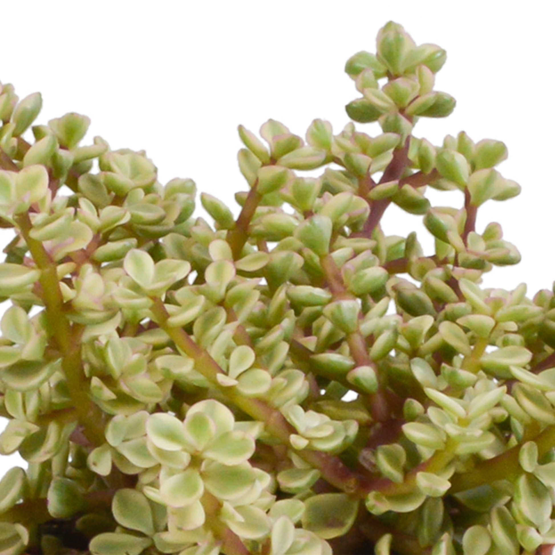 Crassula-Mischung 10,5 cm - 3x - in weißer Topf - Pflanzfix24.de - Pflanzfix24.de