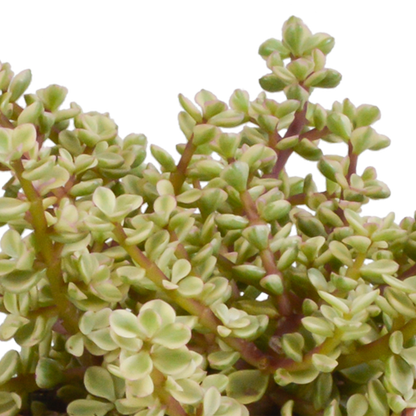 Crassula-Mischung 10,5 cm - 3x - in weißer Topf - Pflanzfix24.de - Pflanzfix24.de