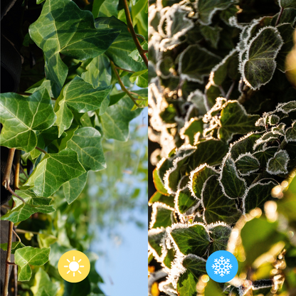 Hedera Hibernica - Efeu - Fertighecke - Pflanzfix24.de - Pflanzfix24.de