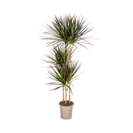 Dracaena Marginata Magenta Ø24cm 130-150cm – pflanzfix24