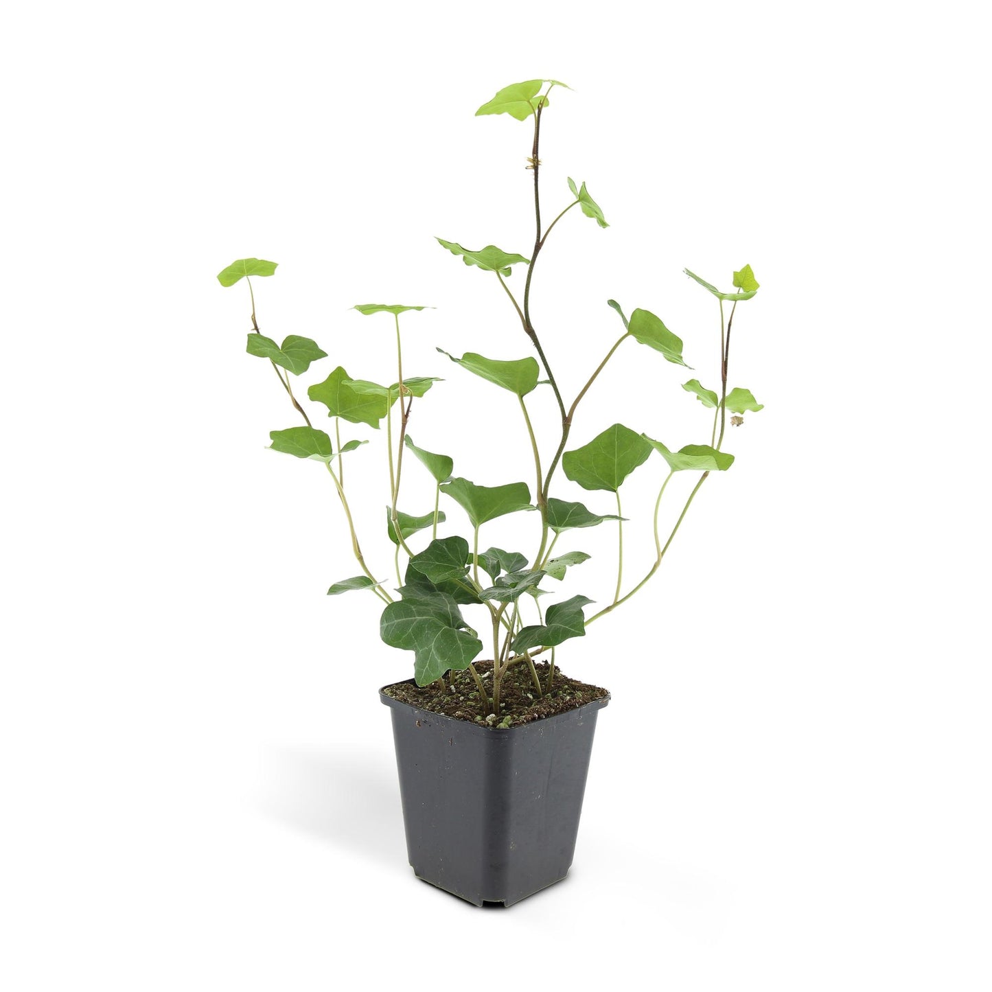 24x Hedera Hibernica - ↕10-25cm - Ø9cm - Pflanzfix24