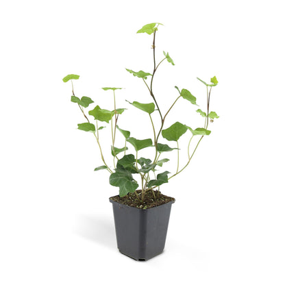 24x Hedera Hibernica - ↕10-25cm - Ø9cm - Pflanzfix24