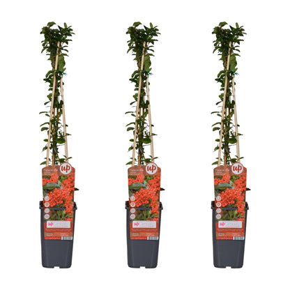 3x - Pyracantha coccinea 'Red Column' - ↨65cm - Ø15 - Pflanzfix24