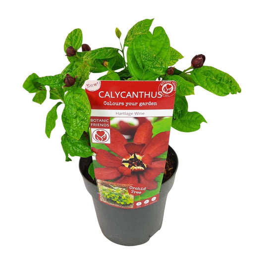 Calycanthus 'Hartlage Wine'Â® - Ø19 - ↨30cm - Pflanzfix24