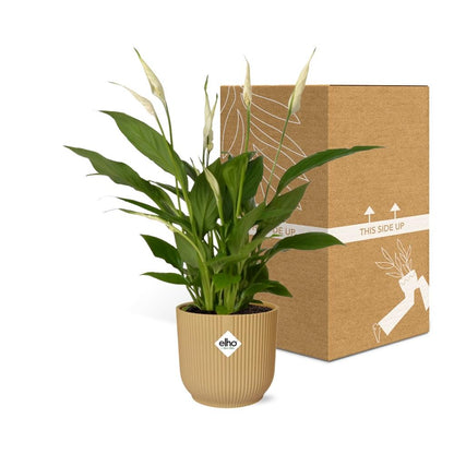 Friedenslilie Spathiphyllum Torelli 12 cm im ELHO Vibes Fold Topf gelb | Pflanzfix24