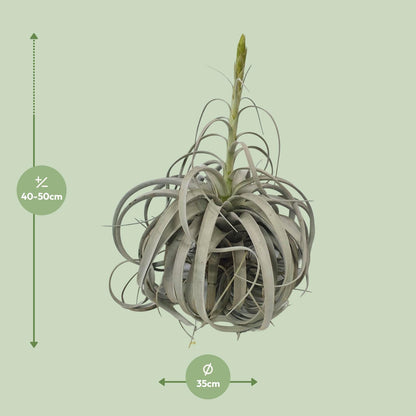 Tillandsia Xerographica Luftwurzelpflanze - Ø35cm - ↕50cm - Pflanzfix24