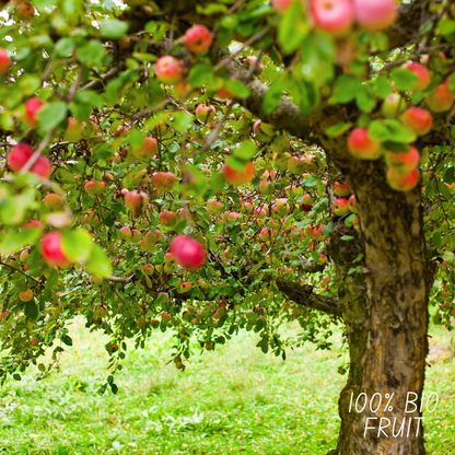 Bio-Apfelbaum Malus - 1 x Ø 20 cm - ↨ 60 cm - Pflanzfix24.de - Pflanzfix24.de