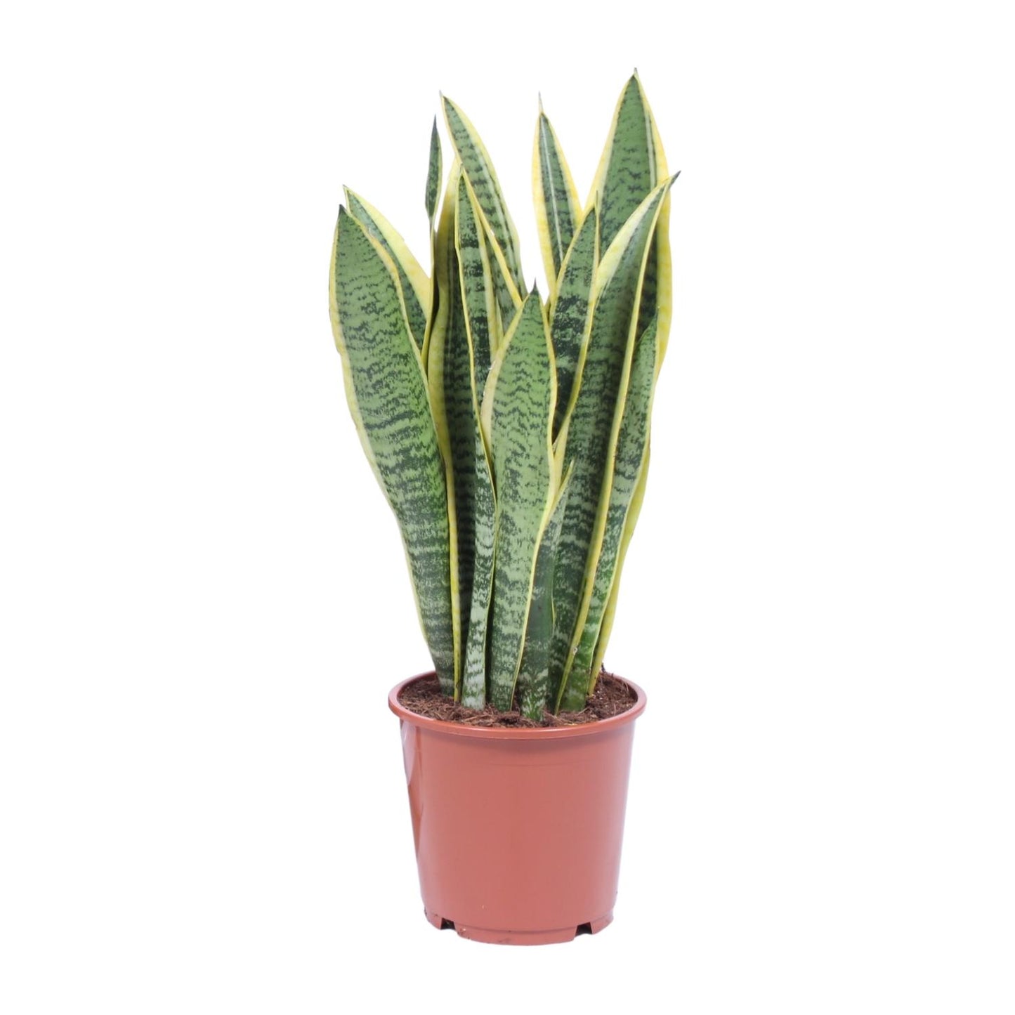 Sansevieria Trifasciata Laurentii Ø14cm | Luftreinigende Zimmerpflanze – Pflanzfix24.de - Pflanzfix24.de