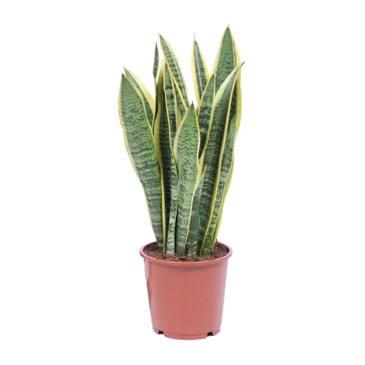 Sansevieria Trifasciata Laurentii Ø14cm | Luftreinigende Zimmerpflanze – Pflanzfix24.de - Pflanzfix24.de