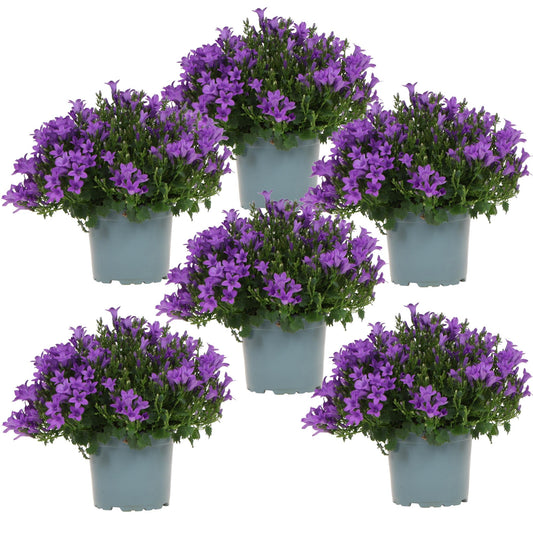 Campanula Addenda - Glockenblume lila Topfgröße 12cm - 1m2 Bodendecker - 6 Pflanzen - Ambella lila - Gartenpflanzen - winterhart - Pflanzfix24.de - Pflanzfix24.de