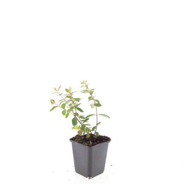 24x Hypericum dummeri 'Peter Dummer' - ↕10-25cm - Ø9cm von Pflanzfix24