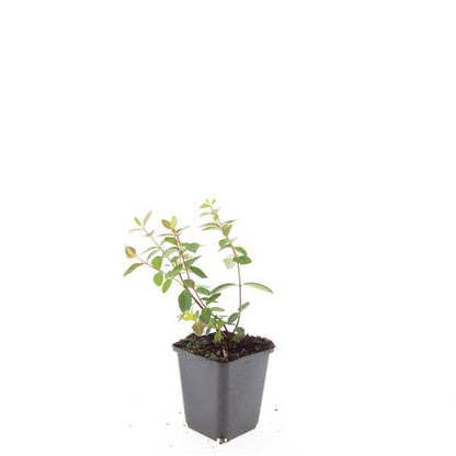 24x Hypericum dummeri 'Peter Dummer' - ↕10-25cm - Ø9cm von Pflanzfix24