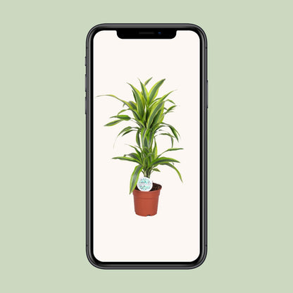 Dracaena Lemon Lime - Ø17cm - pflanzfix24