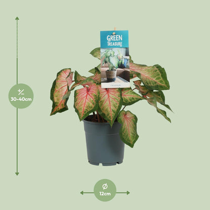 Caladium Roze - Ø12cm - Pflanzfix24