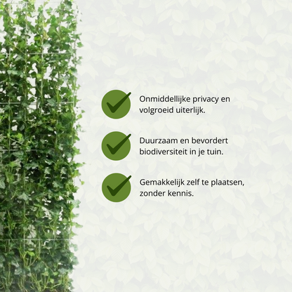 Hedera Hibernica - Efeu - Fertighecke - Pflanzfix24.de - Pflanzfix24.de
