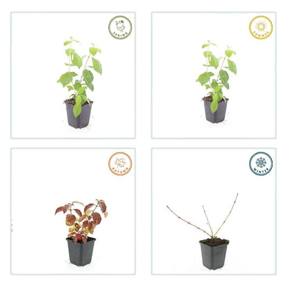 60x Cornus sang. 'Midwinter Fire' - ↕10-25cm - Ø9cm - Pflanzfix24.de - Pflanzfix24.de