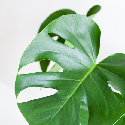 Monstera Deliciosa mit Lissabon-Schwarzkorb - 50cm - Ø17 - Pflanzfix24