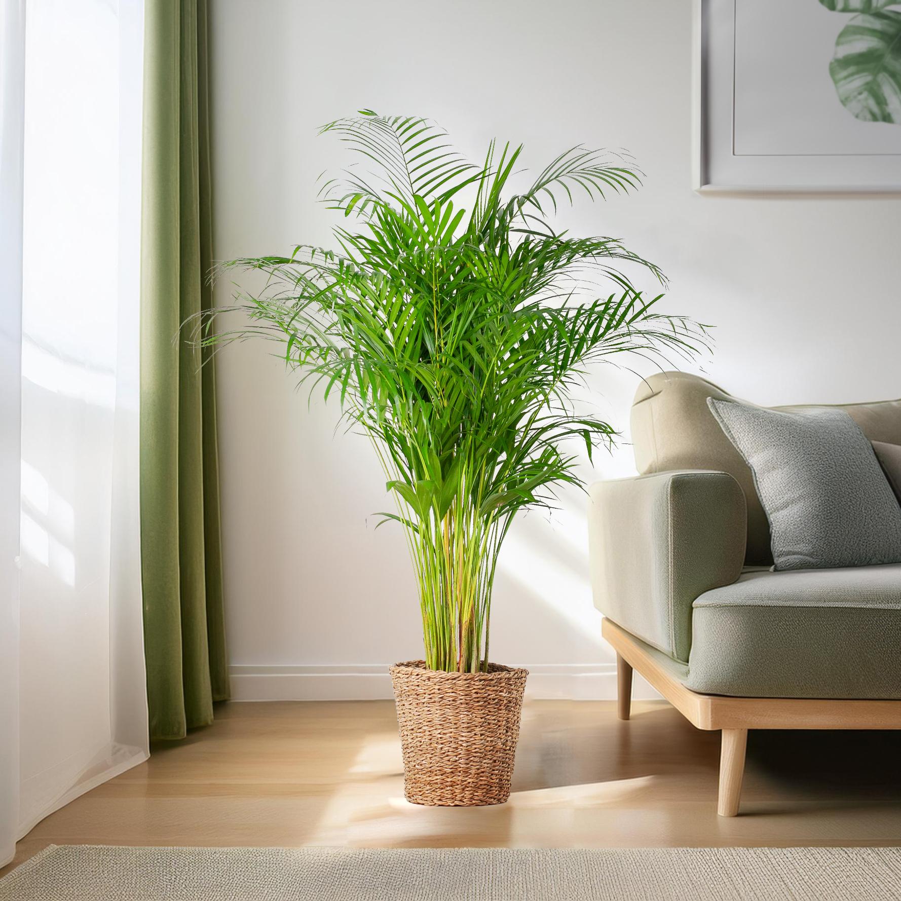 Areca-Palme (Dypsis) XL mit Korb Torun - Pflanzfix24.de - Pflanzfix24.de