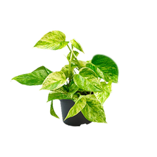 Epipremnum Marble Queen - Scindapsus - Ø15cm - Pflanzfix24.de - Pflanzfix24.de
