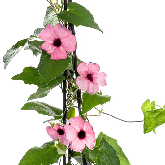4x Thunbergia alata Sunny Susy Rose Sensation Ø13 cm - Pflanzfix24.de - Pflanzfix24.de