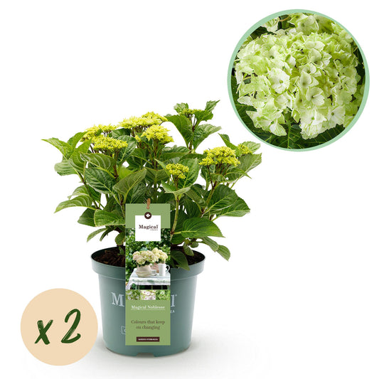 Hortensie - Hydrangea Magical Nobless - Weiß - 2 Pflanzen - Topf 23cm - Pflanzfix24.de - Pflanzfix24.de