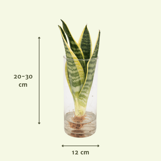 Sansevieria im Glaszylinder 12cm – dekorativ | Pflanzfix24.de - Pflanzfix24.de
